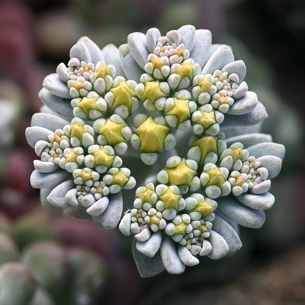 Cymose Inflorescence