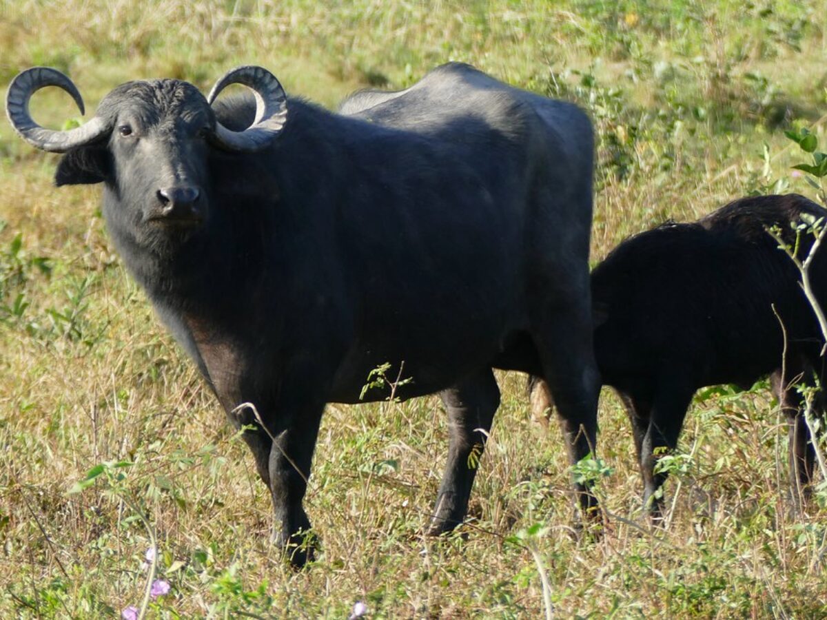 Murrah buffalo in 2023: etailed overview of Murrah buffalo
