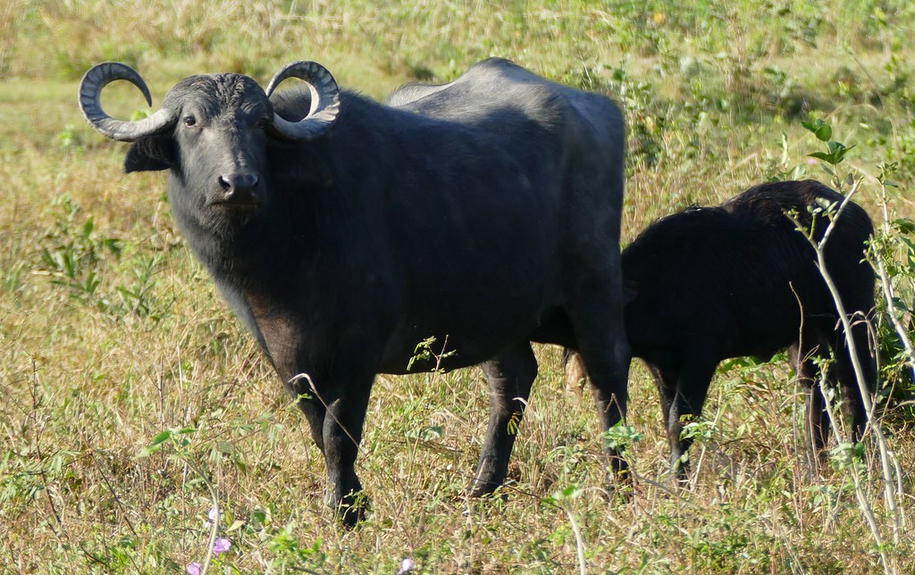 Murrah buffalo.