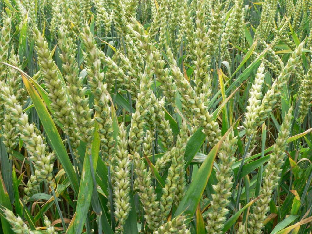 Wheat crop