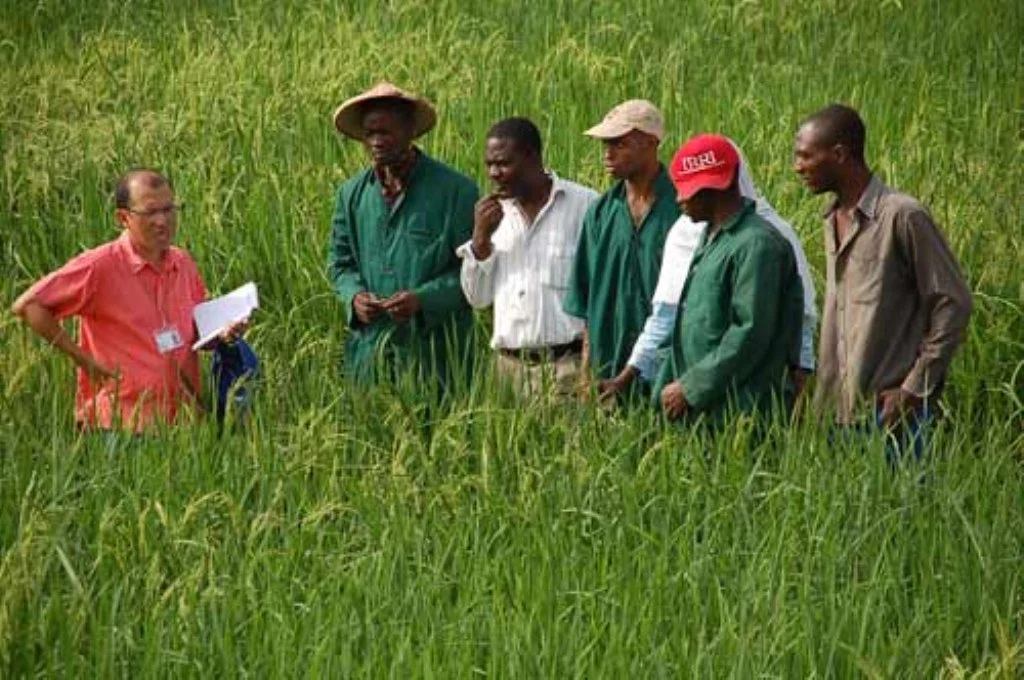 Agriculture officer