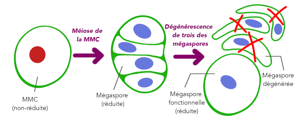 Megasporogenesis