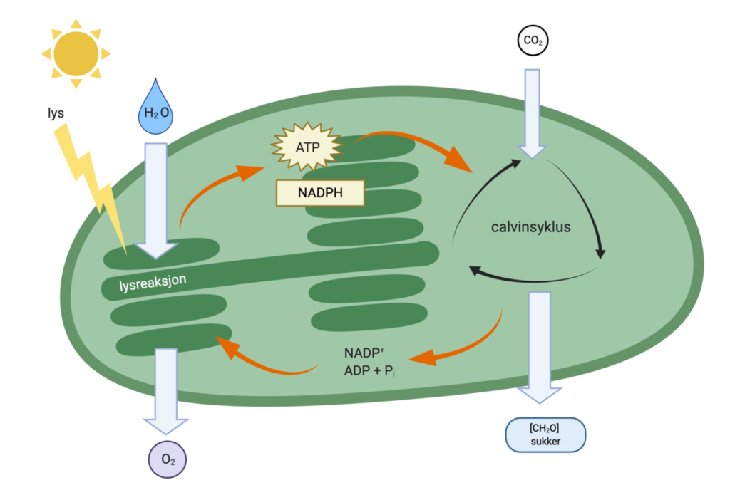 nadph-full-form-nicotinamide-adenine-dinucleotide-phosphate