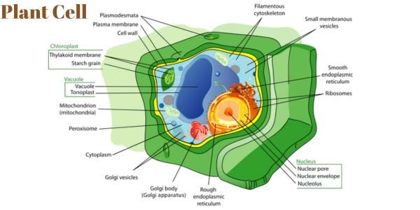 Plant cell