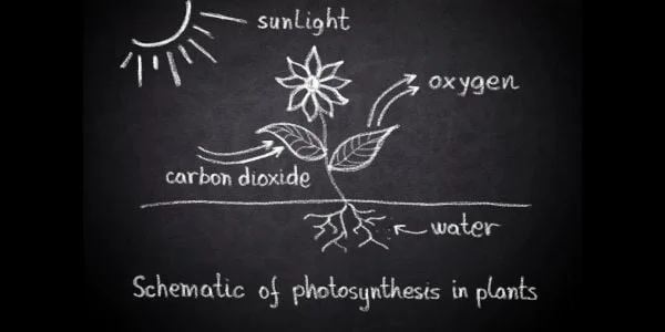 Photosynthesis equation